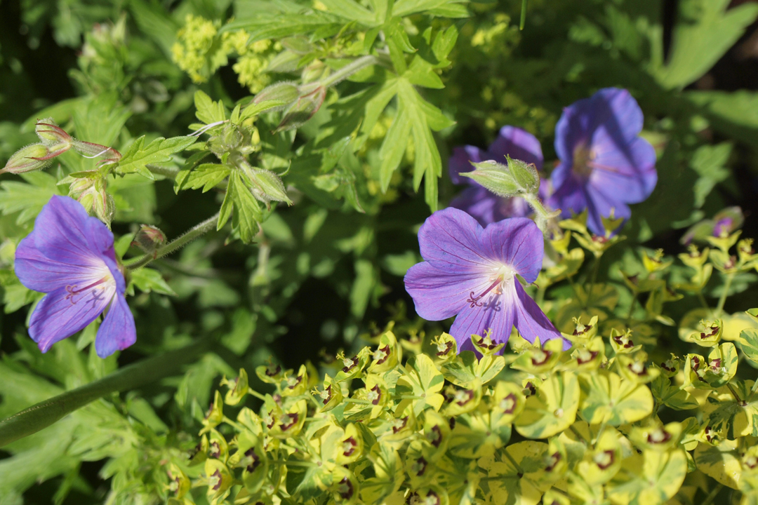 A spring garden in bloom